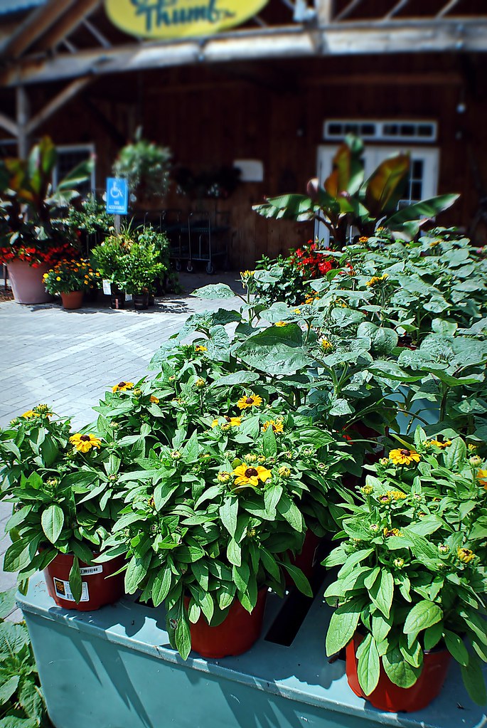 The Green Thumb, Westborough MA These are the end of seaso… Flickr