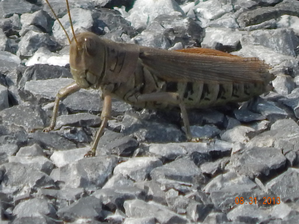 Carolina Locust Carolina Locust Pamela Fisher Flickr