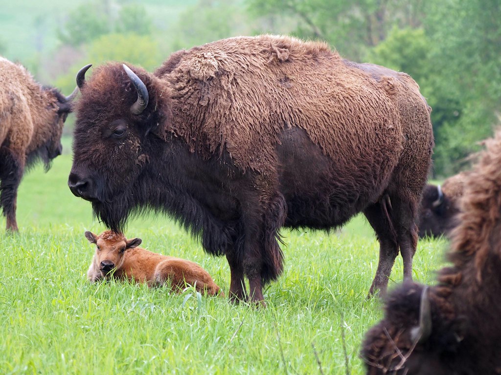 Bison Calf Neal Smith National Wildlife Refuge in Iowa is … Flickr