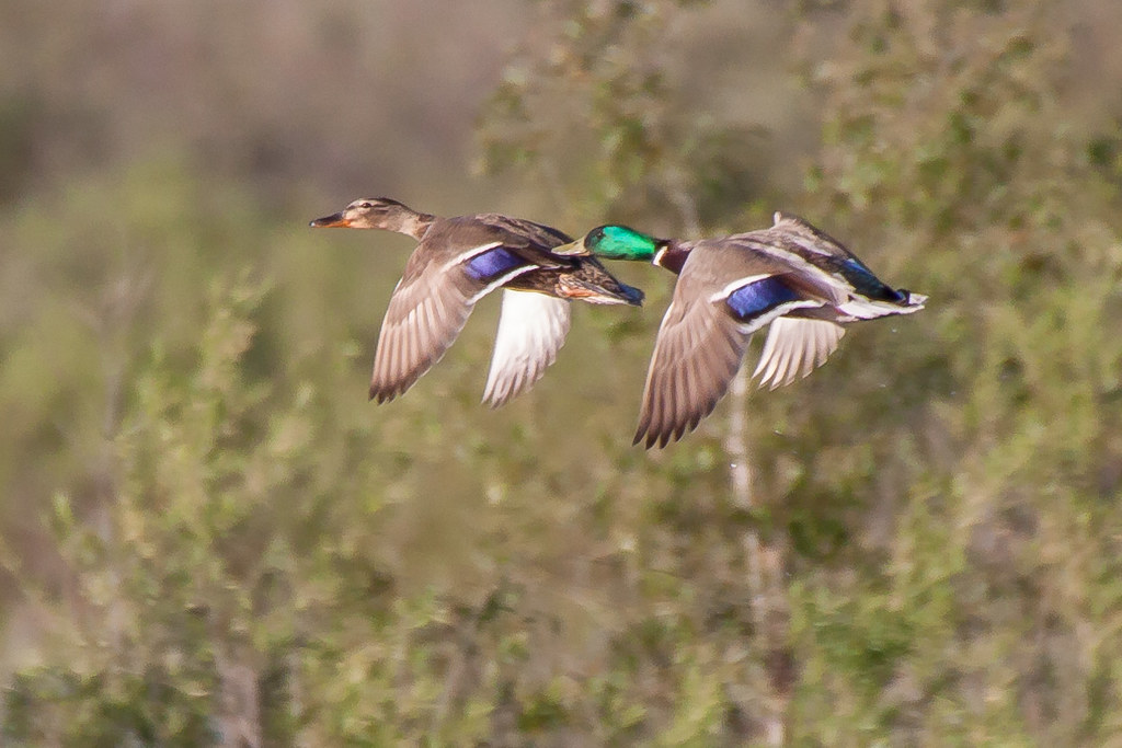 Mallard Duck Couple Hullett Provincial Wildlife Area Conrad Kuiper
