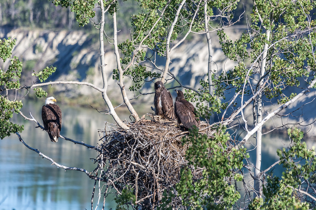 Yukon River Marsh Lake Dam Eagle Nest 2013 Flickr