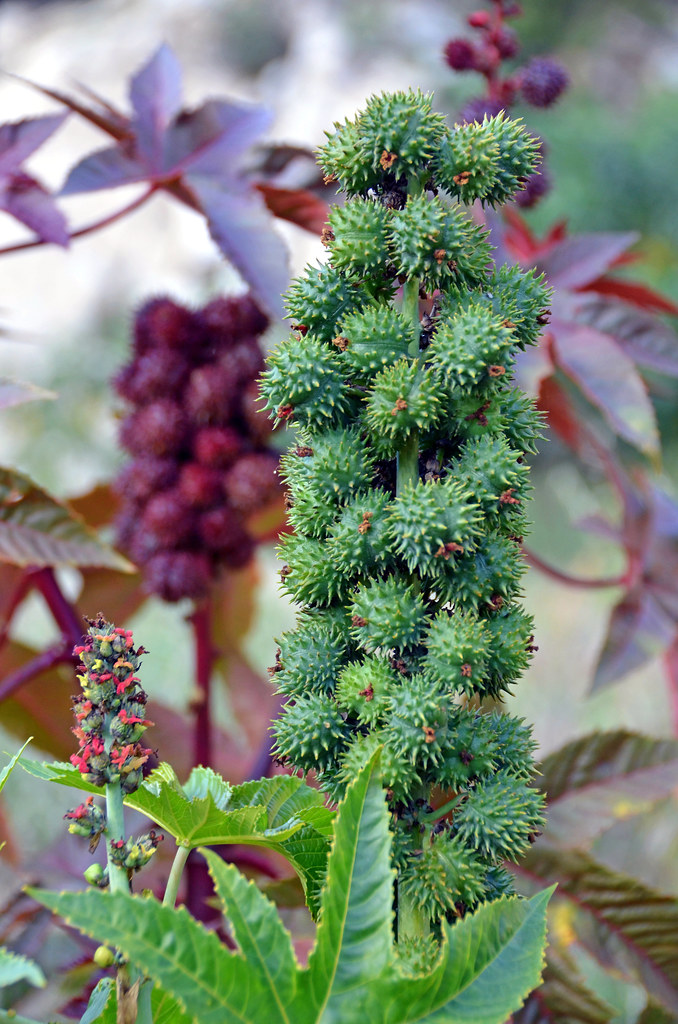 Castor Beans DSC_0930 Castor beans emerge after spring rai… Flickr