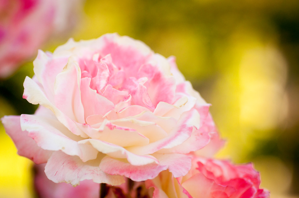 joyfulness rose Red Butte Garden; Salt Lake City, Utah