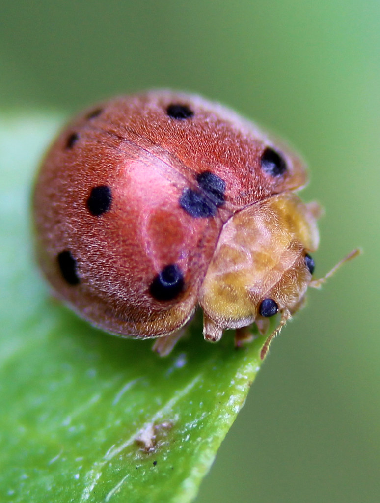 Red Ladybug Love this pic!! Going to use it as my phone wa… Flickr