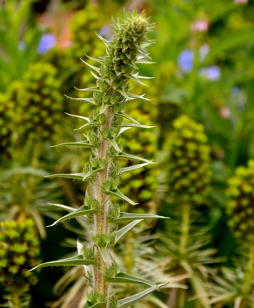 Chicago Botanic Garden Glencoe IL Flickr