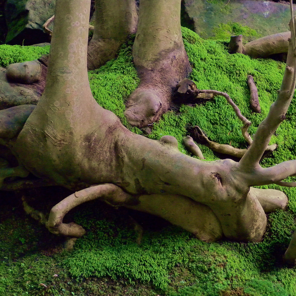 Tree and Moss tree and moss yasushi nagase Flickr