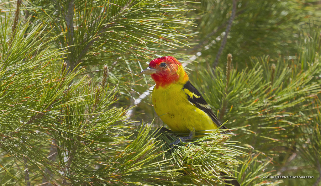 20150509_117695_Western Tanager CT_Imagery Flickr