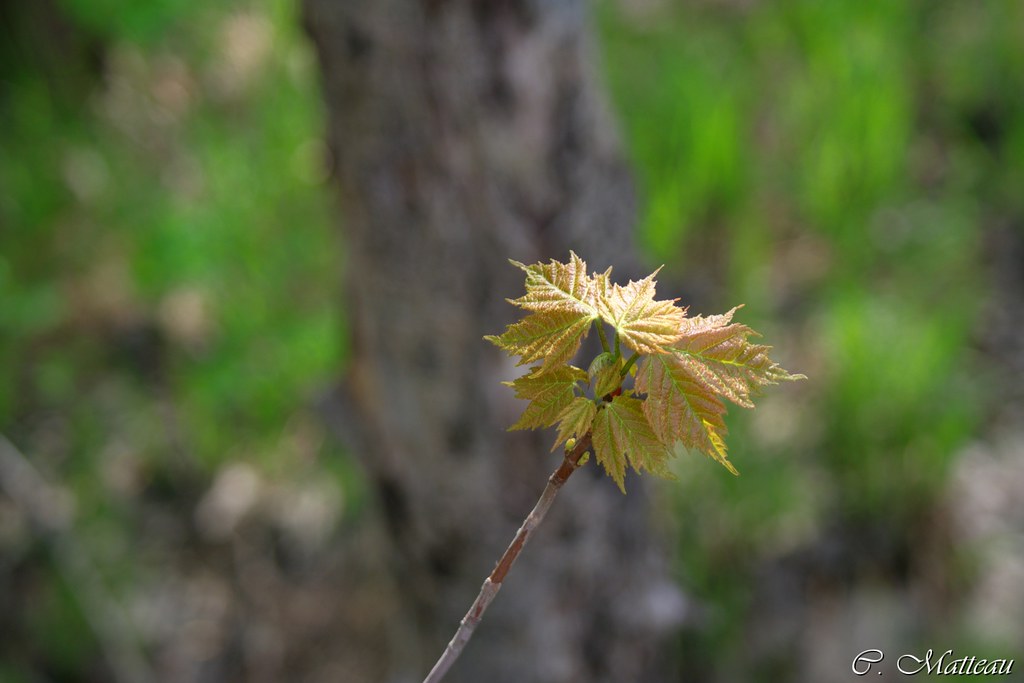 460Growing Up Petit érable du Québec Claude Matteau Flickr