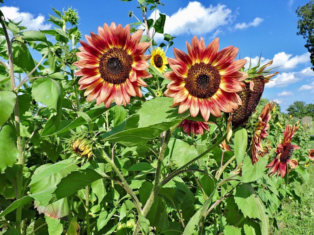 Missing the sunflowers . . . influencetribe Flickr