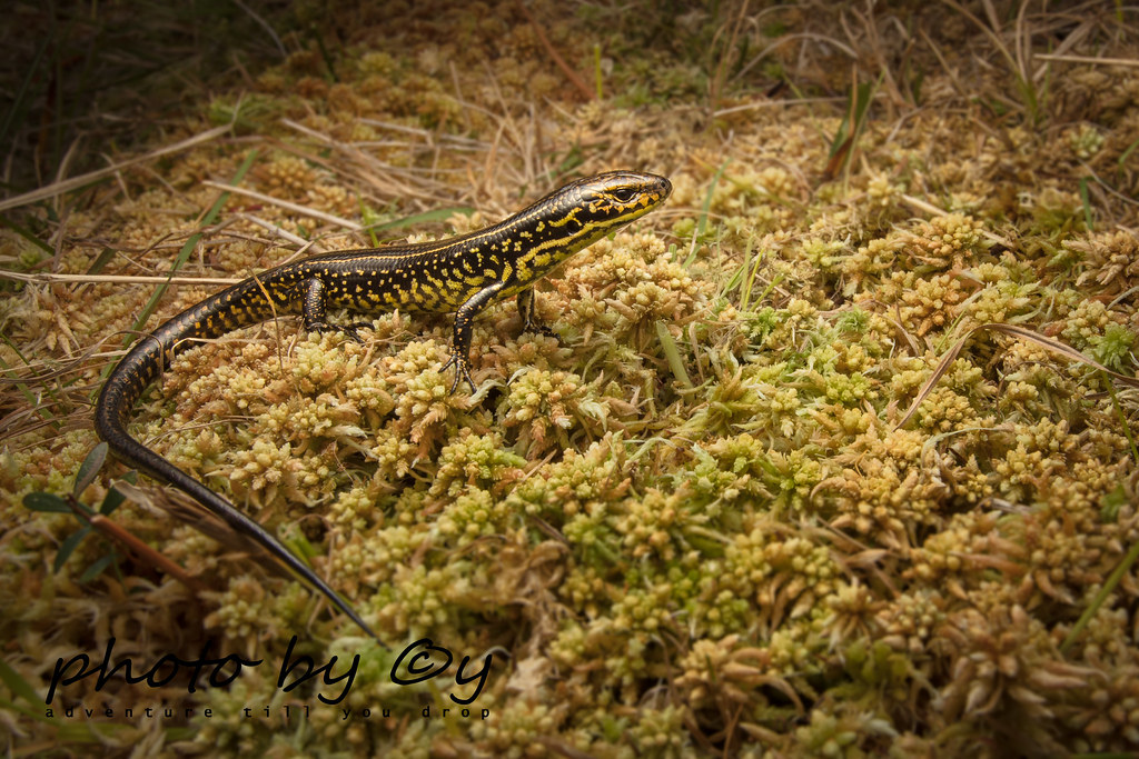 Blue Mountains Water skink (Eulamprus leuraensis) in his s