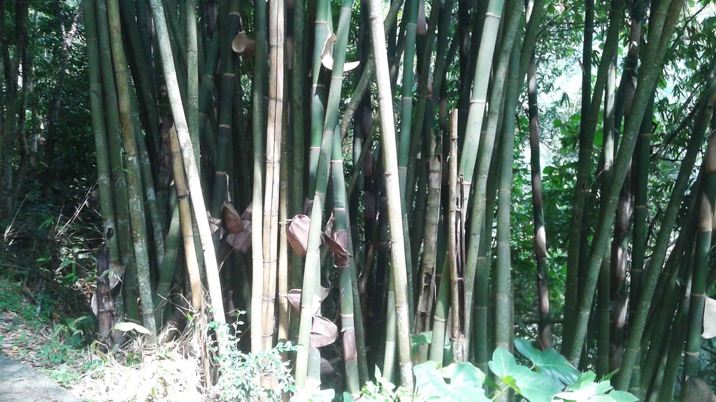 bamboo Married with Maps Flickr