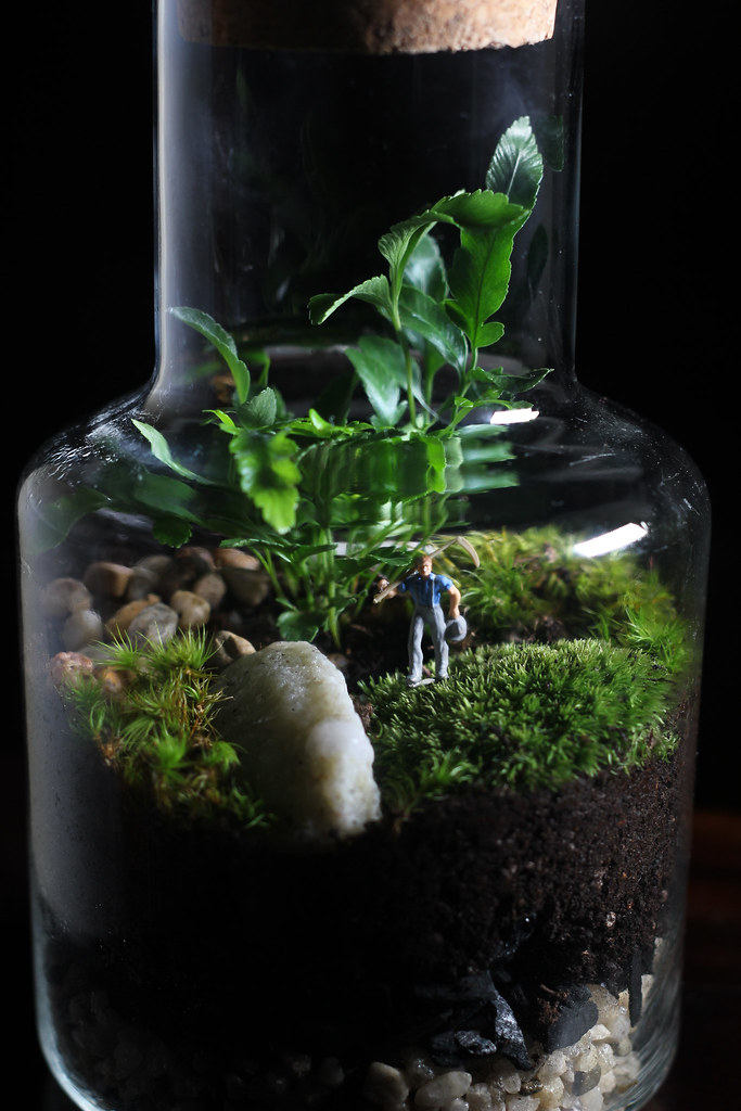 Corked Bottle Terrarium Josh Leo Flickr