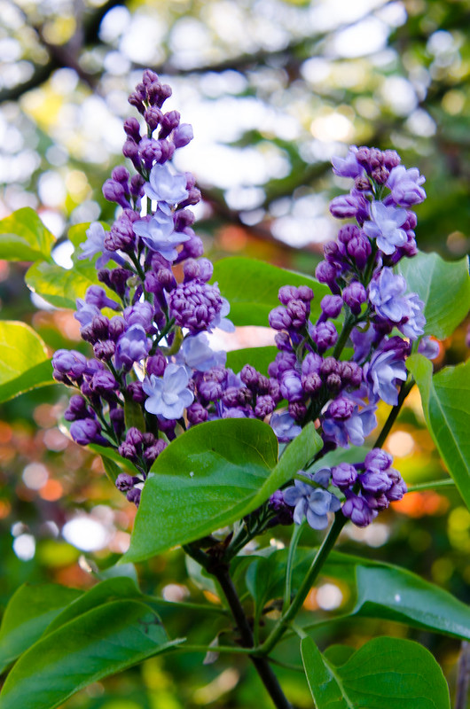 Lilac flowers opening Wolves Wild