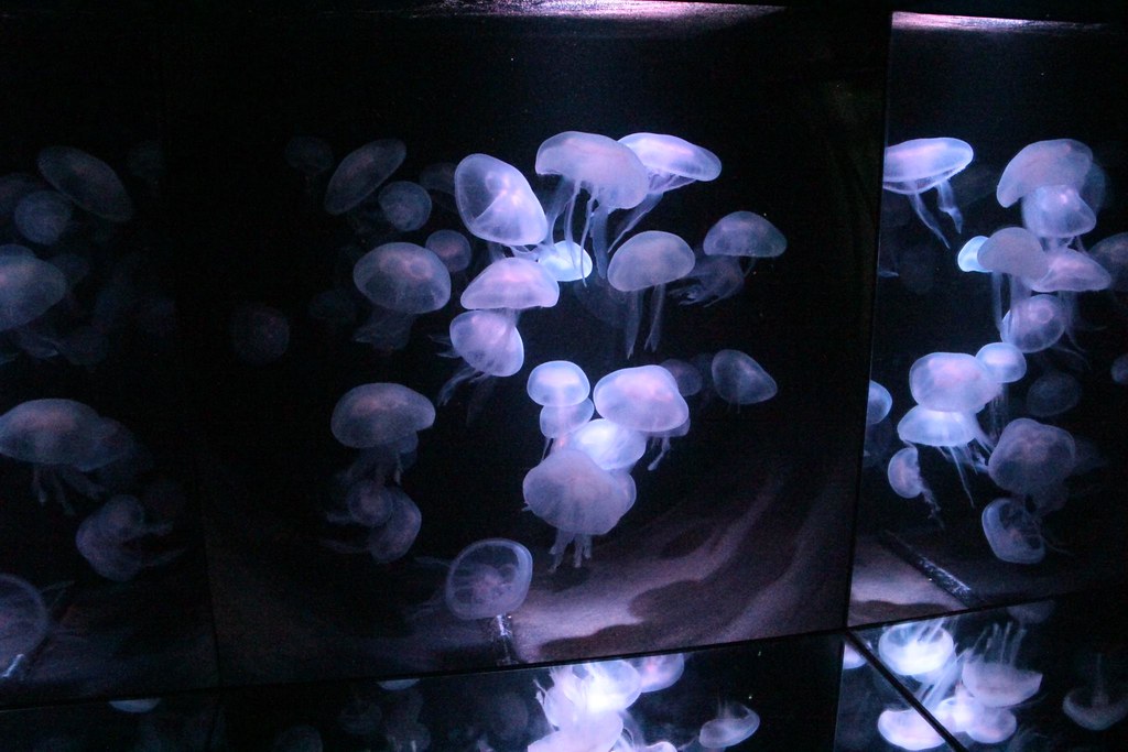 IMG_8824 Bradley Lambert Flickr