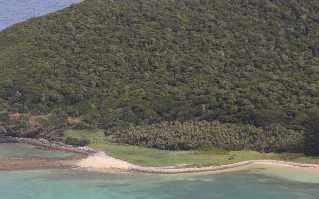 Palm Forest Lord Howe Island (Howea forsteriana) Flickr