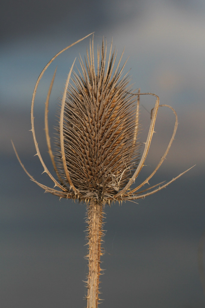 Common Teasel Dipsacus fullonum, near Scherr, West Virgi… Flickr