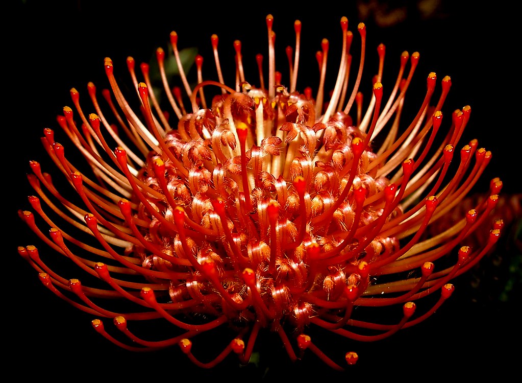 Pincushion Protea flower Orange Red Silky Haired Pin Cushi… Flickr