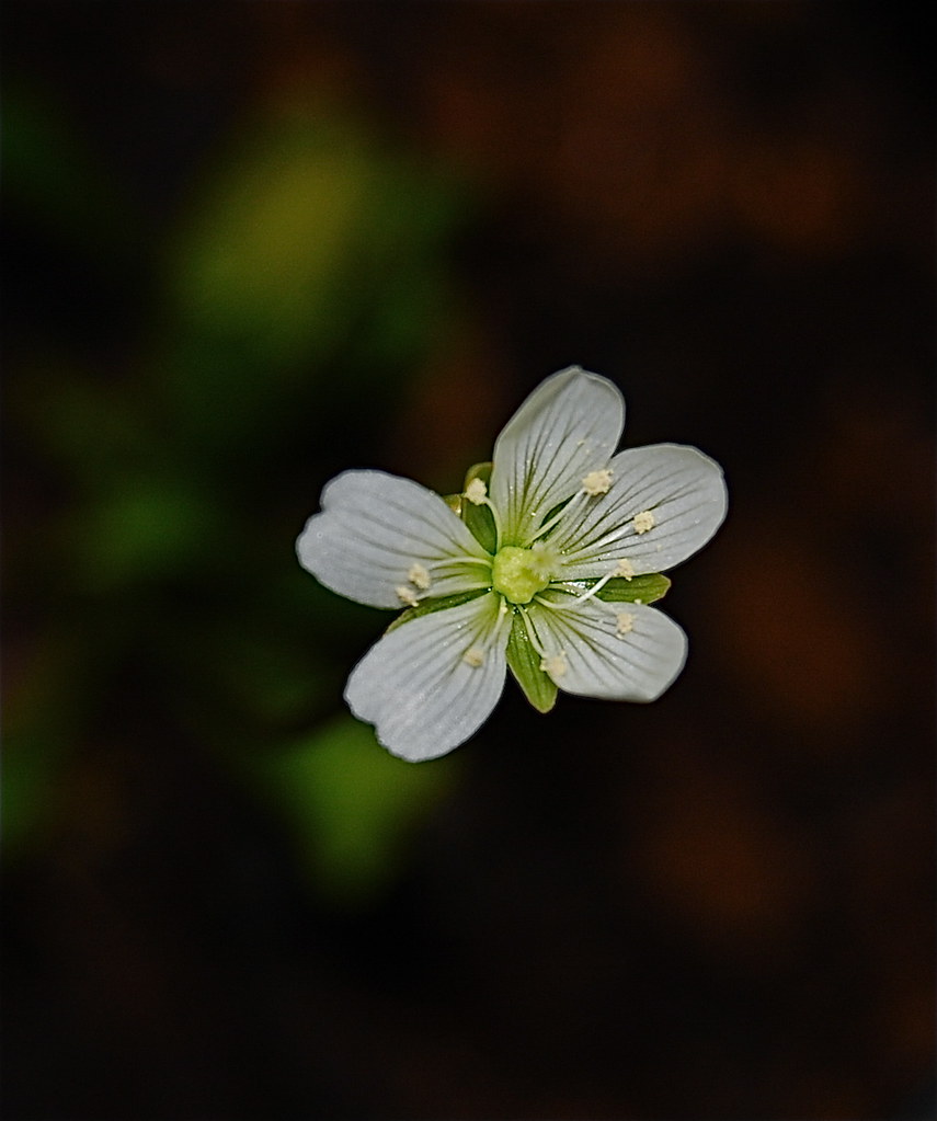 Venus Flytrap bloom A flower on the Venus Flytrap, I waite… Flickr