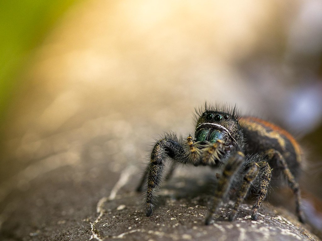 Johnson ' s jumping spider Phidippus johnsoni Adam Gerritsma Flickr