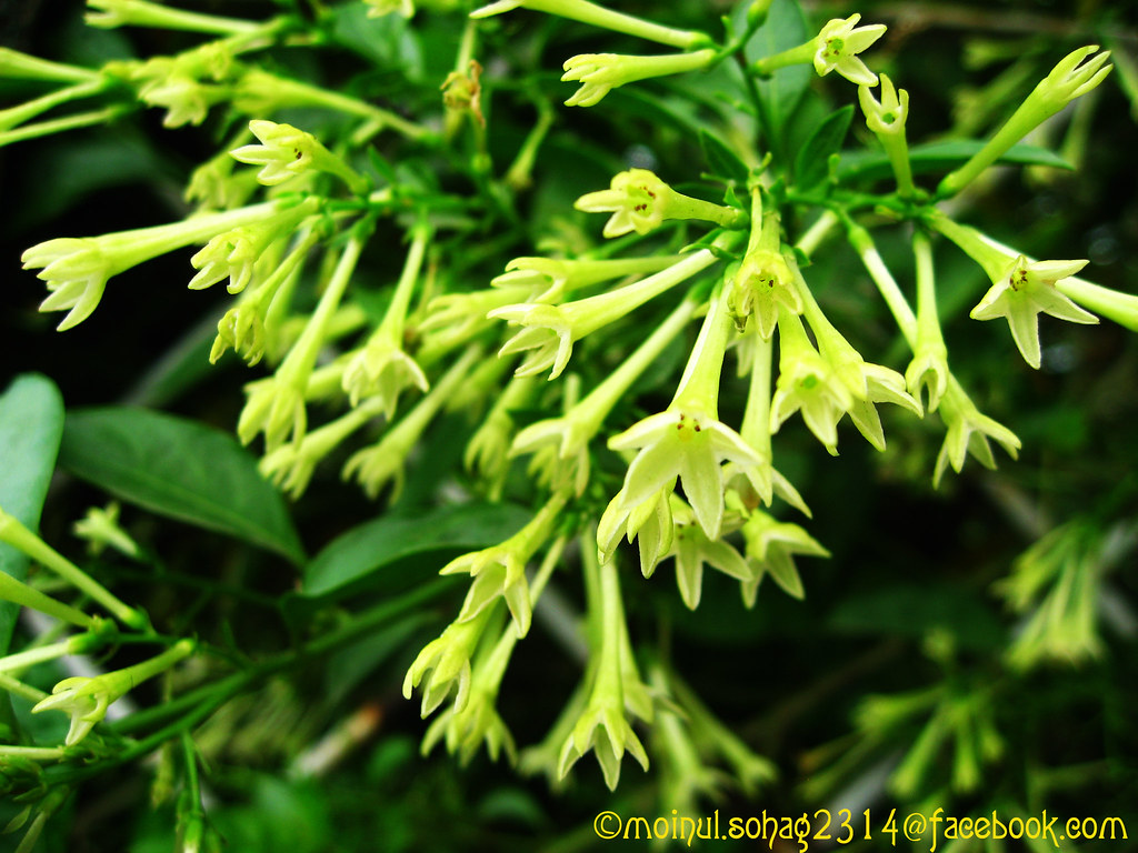 Nightblooming jasmine ; In Bengali হাসনাহেনা Cestrum noct… Flickr