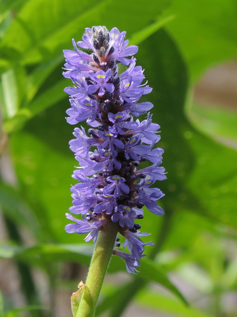 Pickerel weed A showy native aquatic plant that grows in s… Flickr