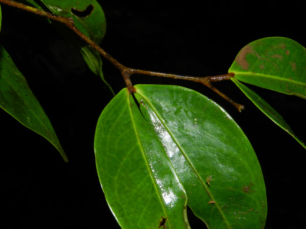 Cynometra retusa (Donn. Sm.) Rose Vascular Plants of the O… Flickr