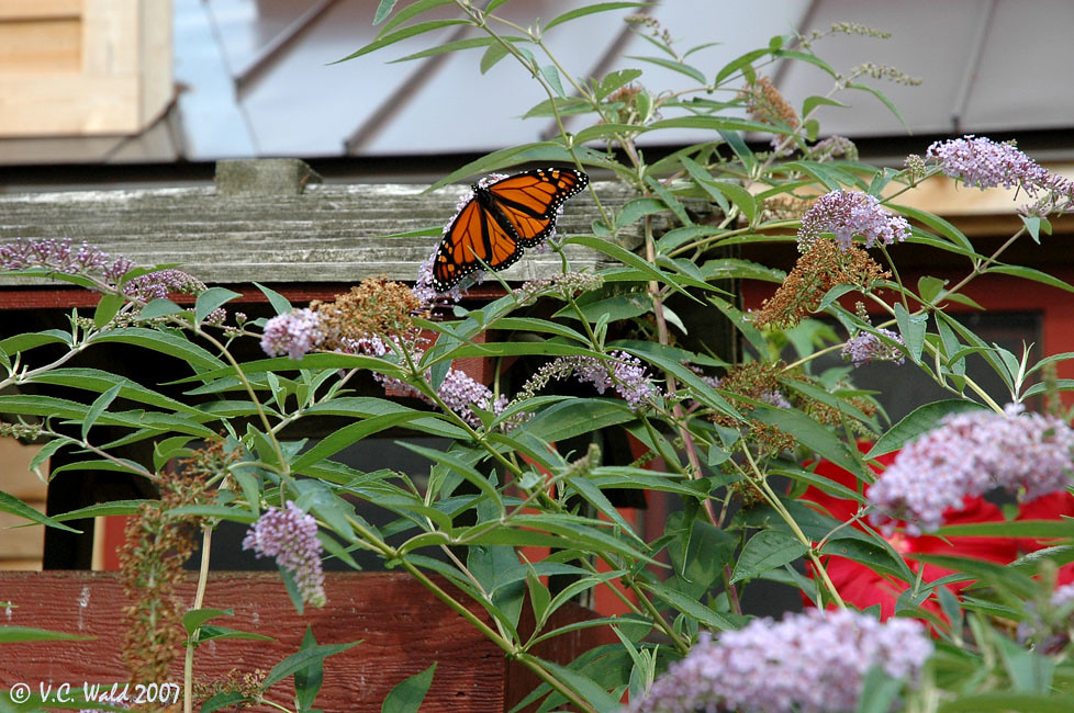 Monarch butterfly Sleeping Bear Dunes National Lakeshore V.C. Wald Flickr