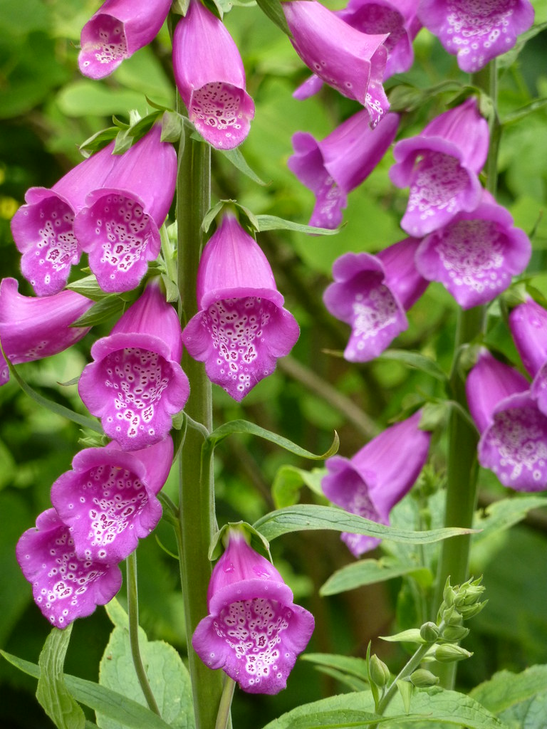 Foxgloves in Holyrood's garden Beth Flickr