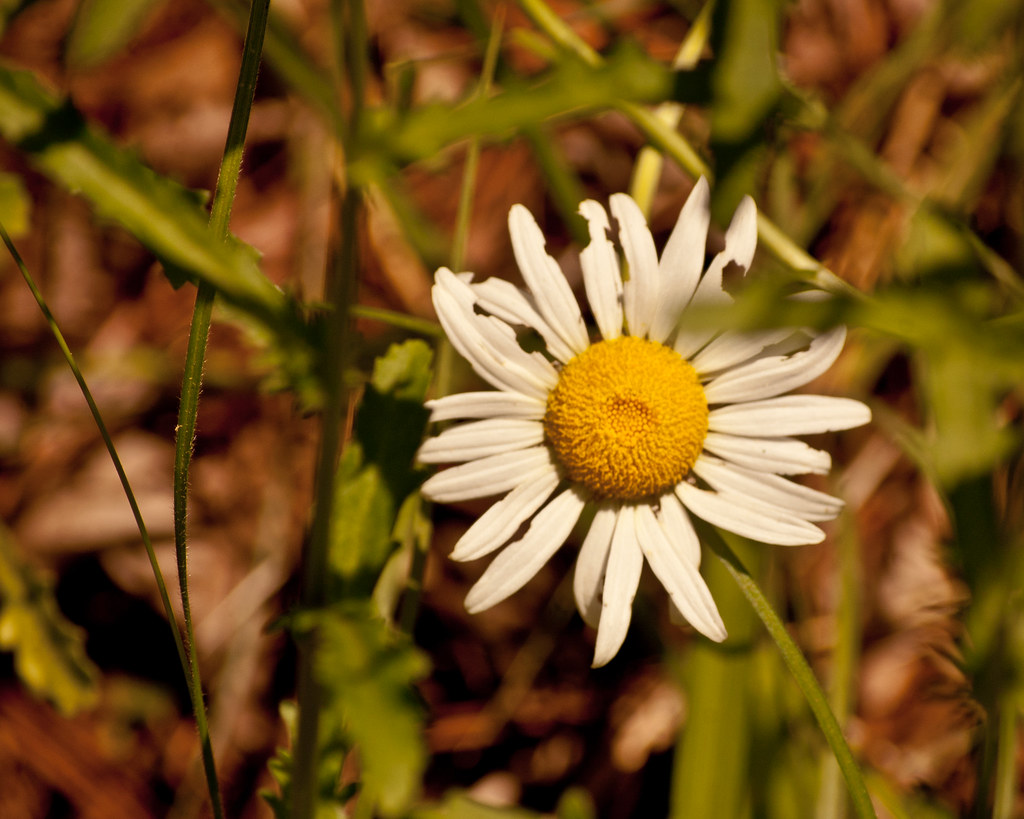 Daisy (1) daisy bloom flower nature white yellow Nikon D40… Flickr