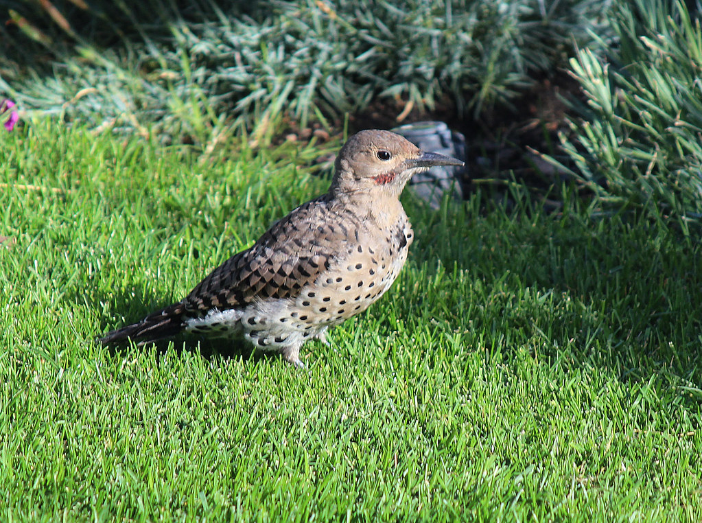Red Shafted Northern Flicker (juvenile) Jim Sedgwick Flickr