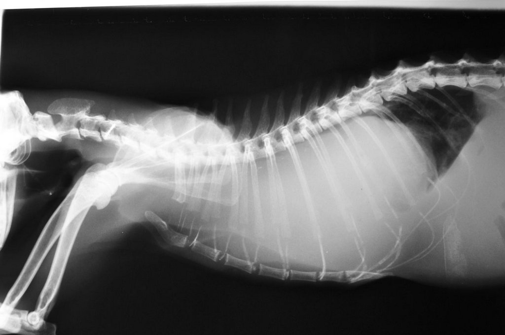 centro veterinario el madroñal tenerife Centro Veterinario El