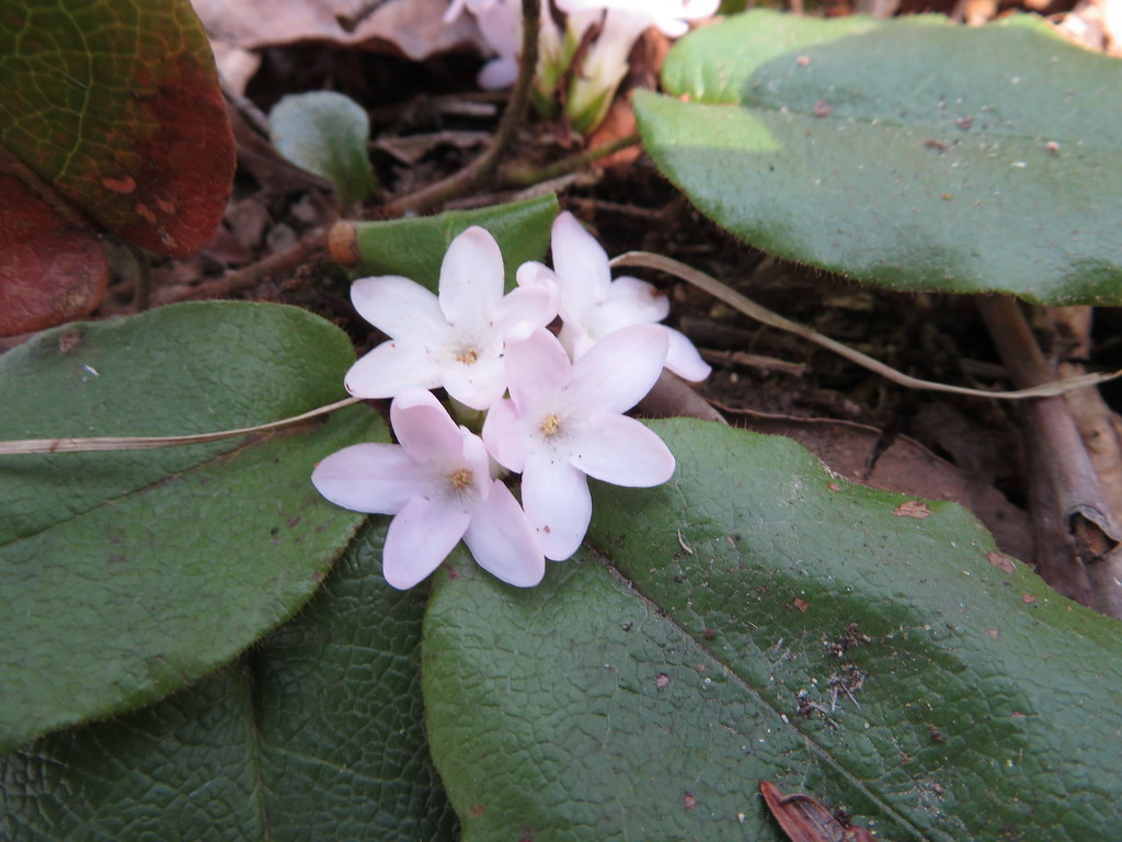 Bedford Glens 41815 098 Common Name Trailing Arbutus, Ma… Flickr