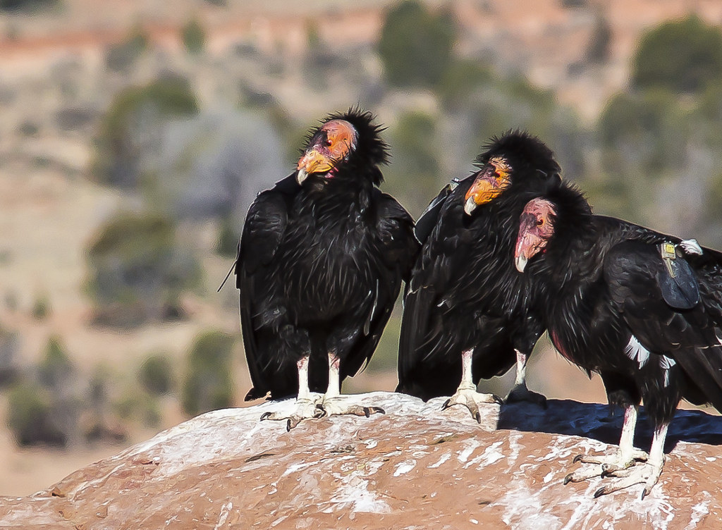 California Condor The BLM manages habitat for 245 wildlife… Flickr