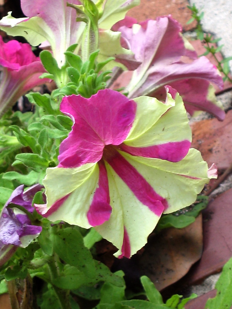 Houston Garden Center The Houston Garden Center is located… Flickr