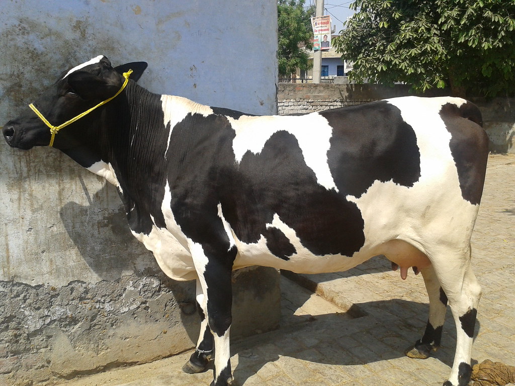 HF Cow With 25 Ltr Milk Per Day By Gupta Dairy Farm Flickr