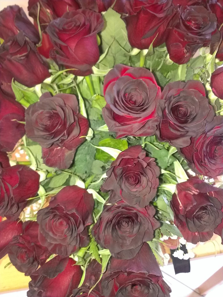 Black Roses from my Ace tigrillagardenia Flickr