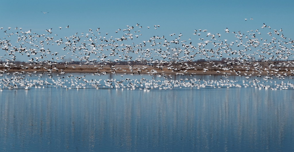 Baie du Febvre oies blanches Flickr