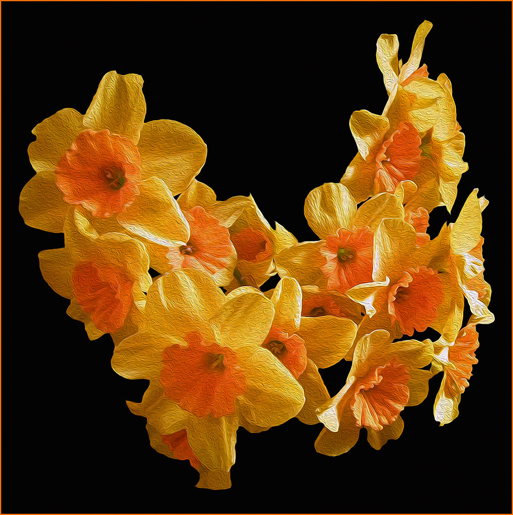 Daffodil Display at Trelissick Gardens NT Cornwall 4 Flickr