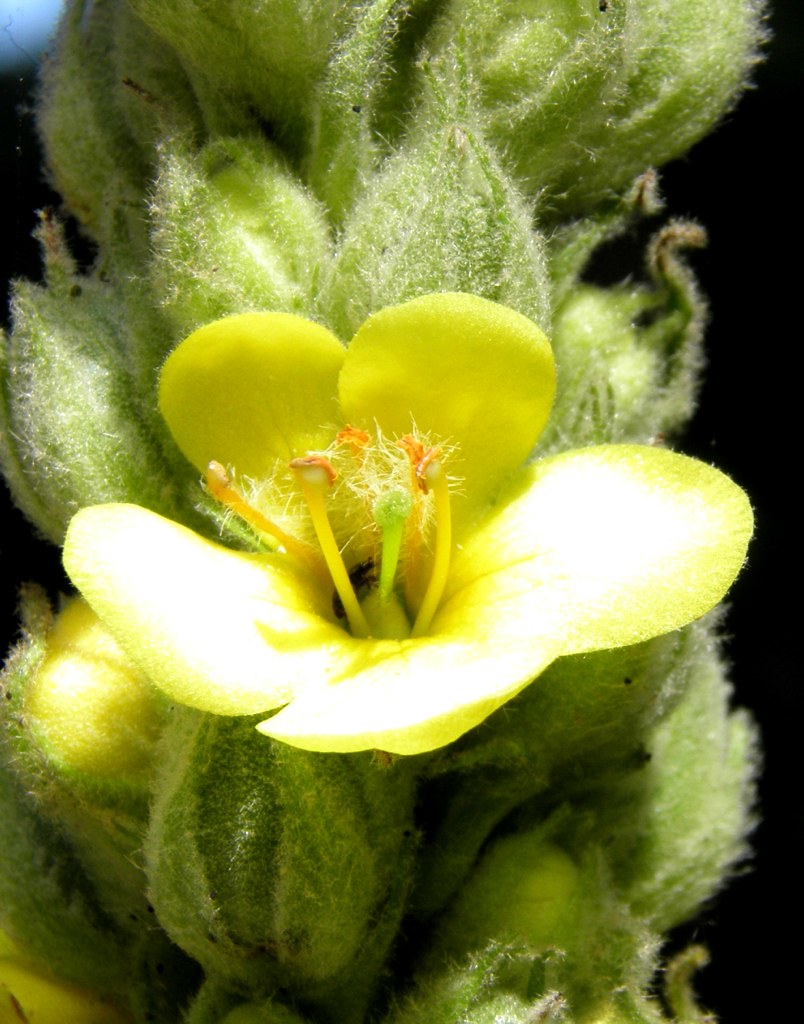 verbascum flower Angie & Chris Pye Flickr