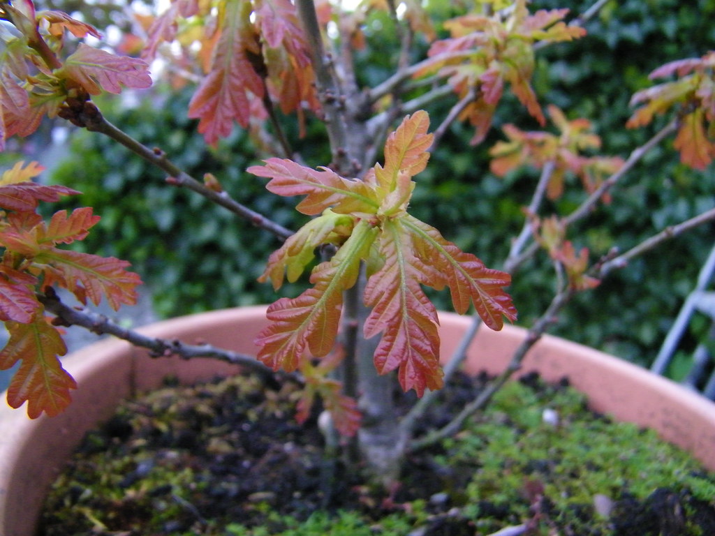 Oak Tree Leaves budding Eichenbaumblaetter spriessen Flickr
