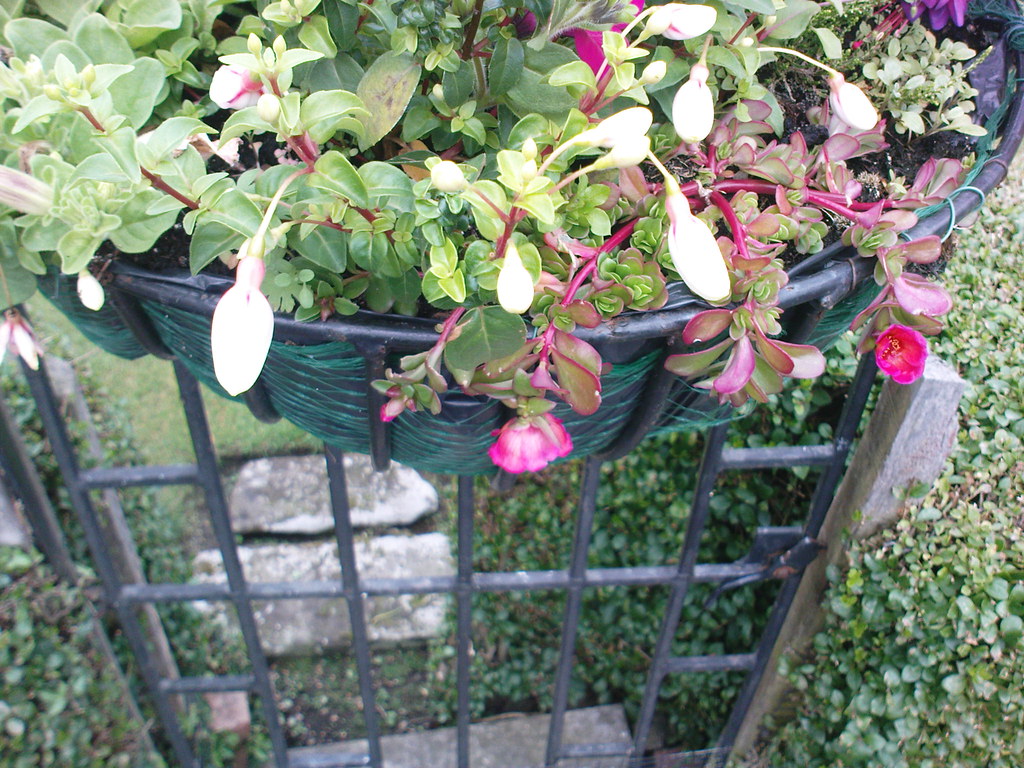Hanging Basket gate Cardedfolderol Flickr