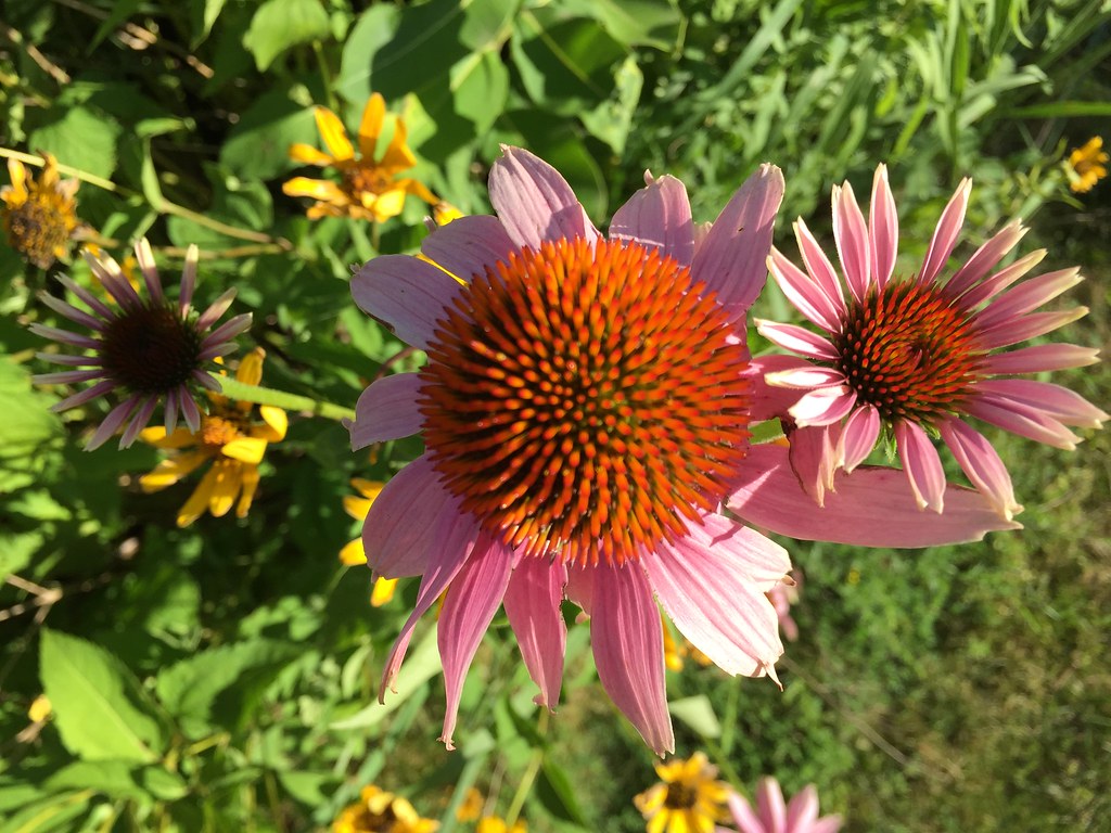 Coneflowers and daisies William Lemieux Flickr