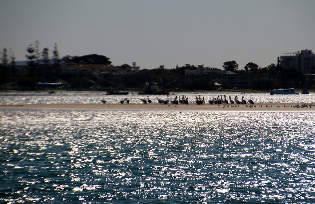 Day 3 Darling Point Special School Manly Pelicans on the s… Flickr