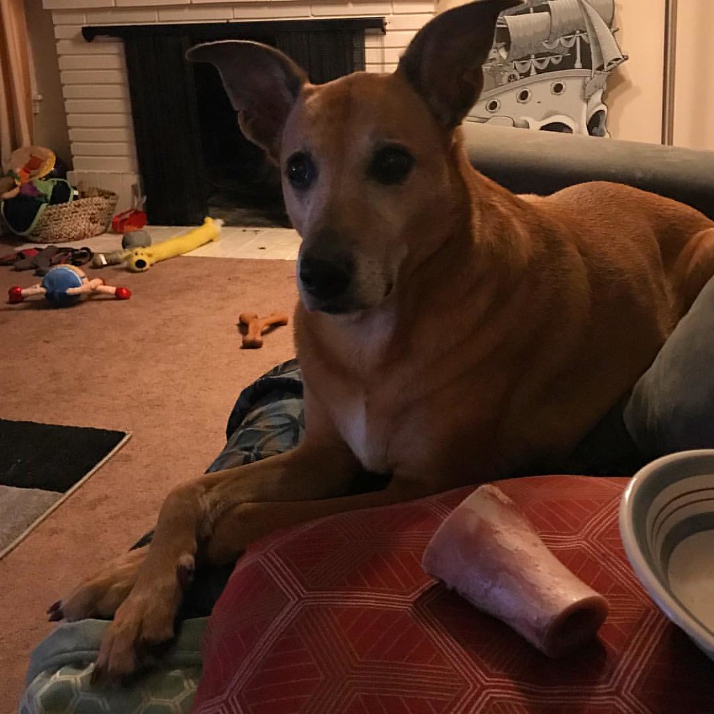 A bone, a bowl and a dog sitting crosslegged. Micah Baldwin Flickr
