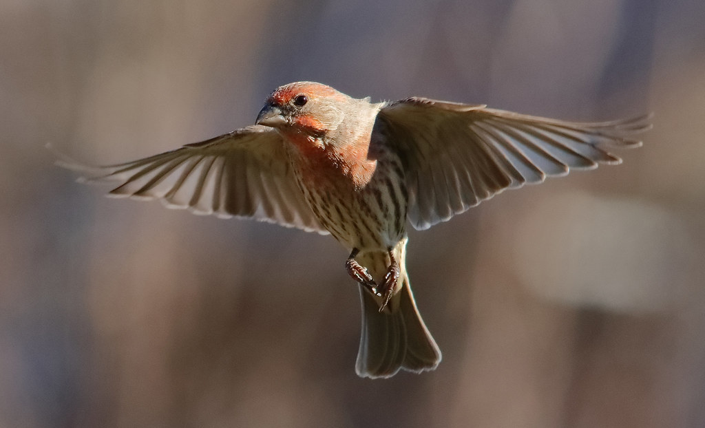 House finch in flight jeanlouis plamondon Flickr