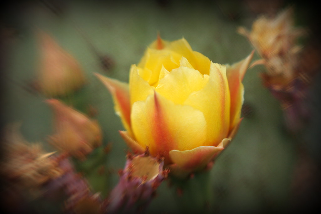 Cactus Flower Near my house, a neighbor has a desert garde… Flickr