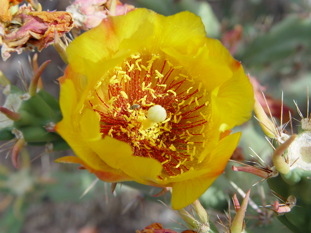 YellowCactusFlower2 Desert flower taken near Phoenix, AZ Julius