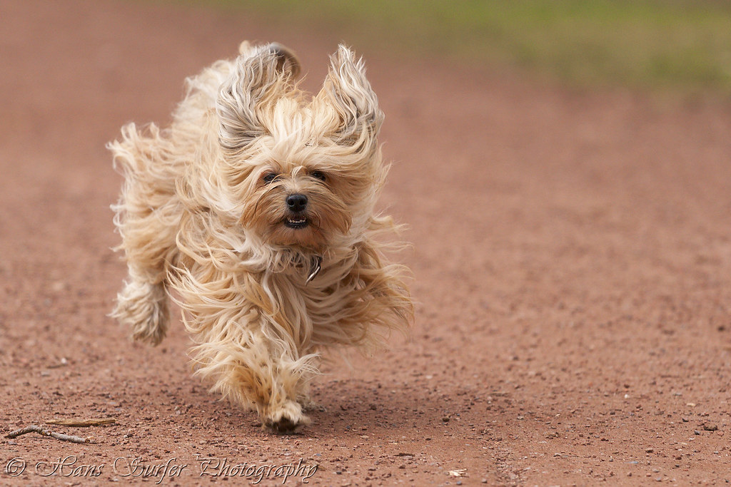 Running Havanese on a red path! View Awards Count ________… Flickr