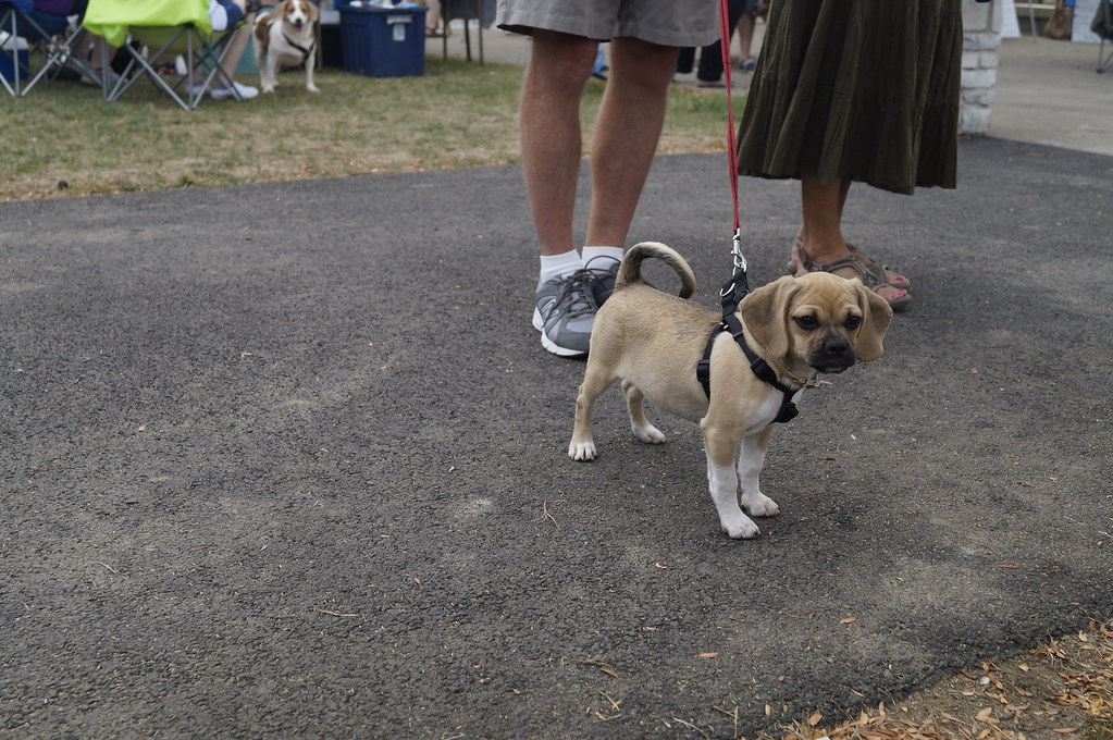 _DSC1219 Dublin Pet Fair Volunteers, Vendors Rescues and V… Flickr