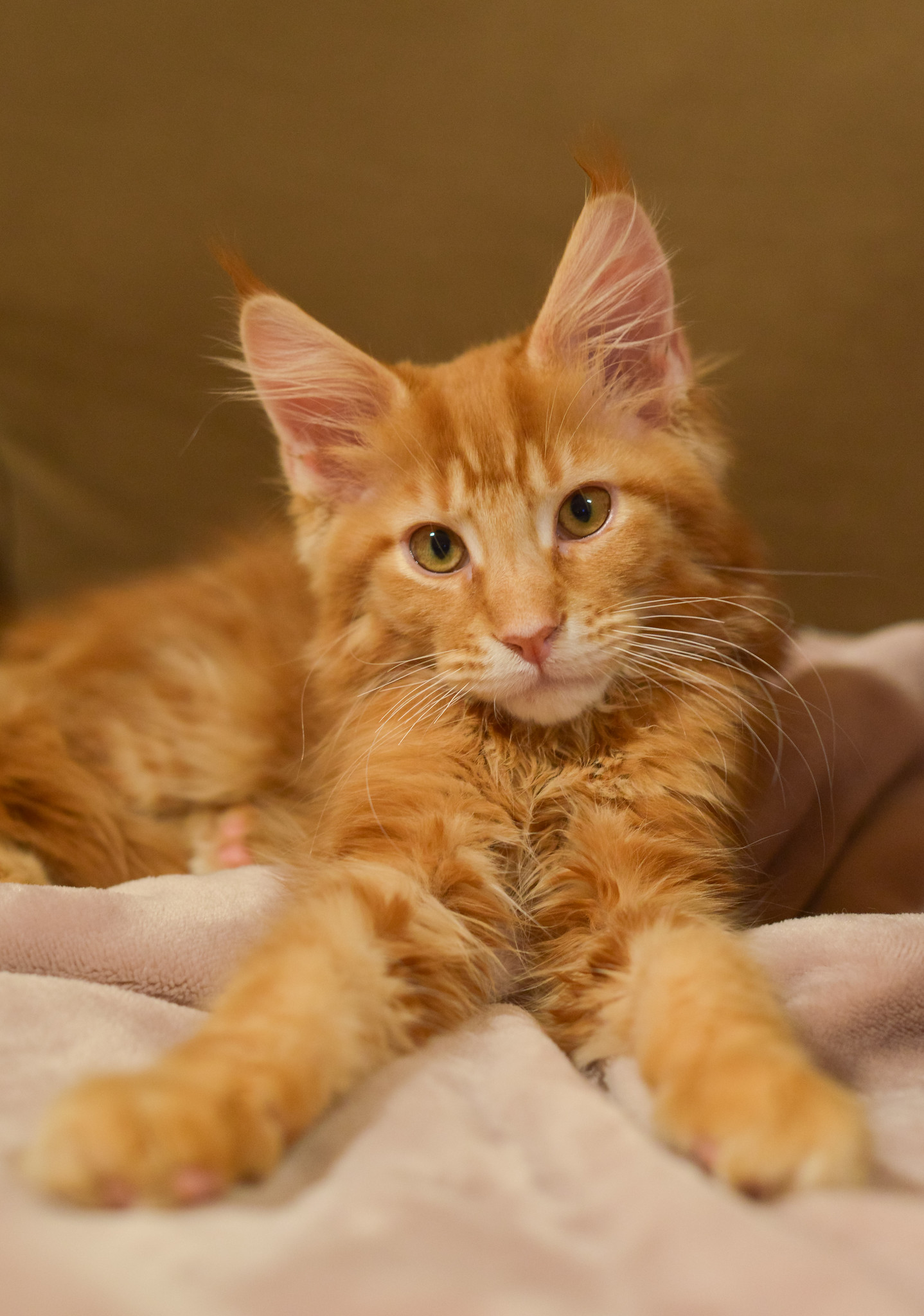 Awesome red maine coon MaineCoon